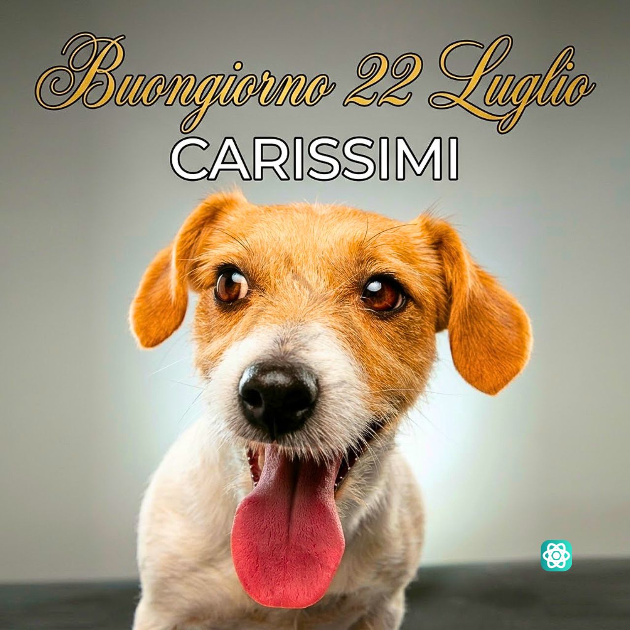 Buongiorno 22 Luglio Inizia la Giornata con il Sorriso di Questo Cagnolino!