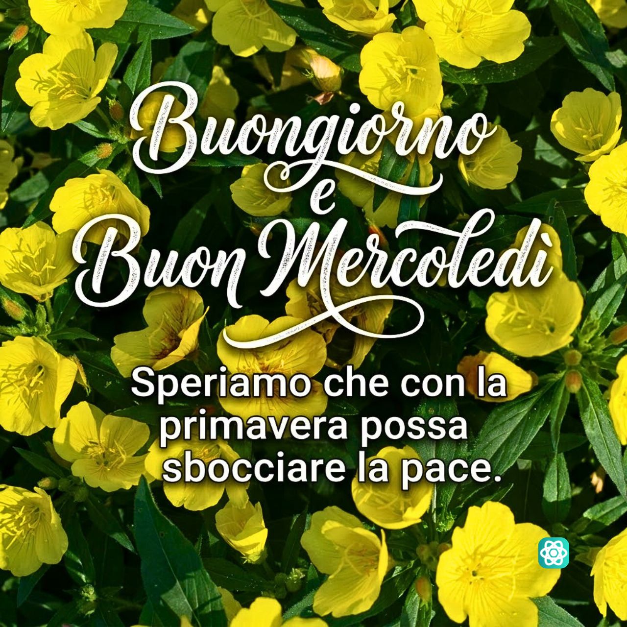 Un dolce Buongiorno e Buon Mercoledì Fiori, Primavera e Pace