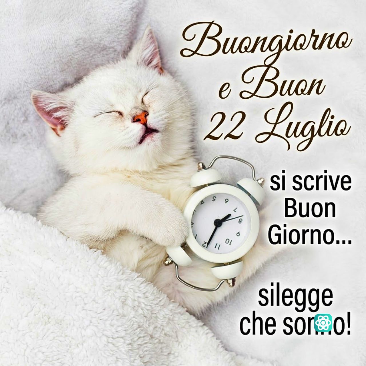 Buongiorno e Buon 22 Luglio Il Meme del Gatto che Odia la Sveglia