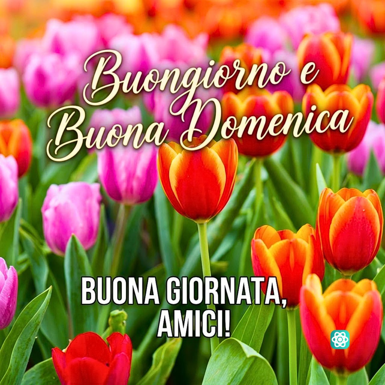 Un Dolce Risveglio tra i Tulipani Buongiorno e Buona Domenica!